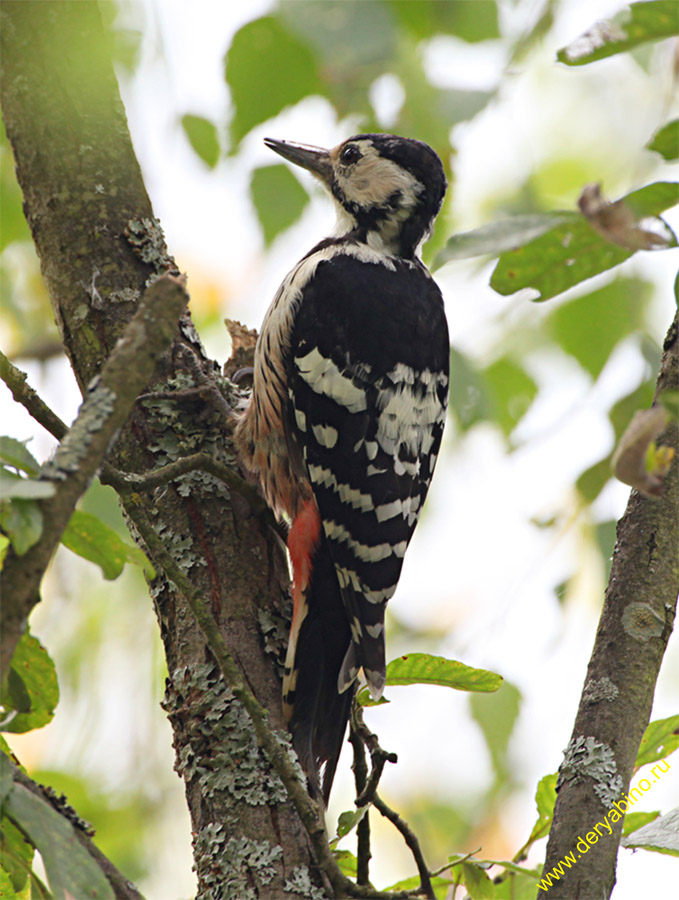 Дятел белоспинный Dendrocopos leucotos White-backed Woodpecker