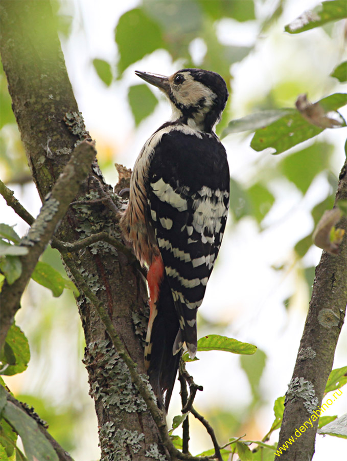   Dendrocopos leucotos White-backed Woodpecker