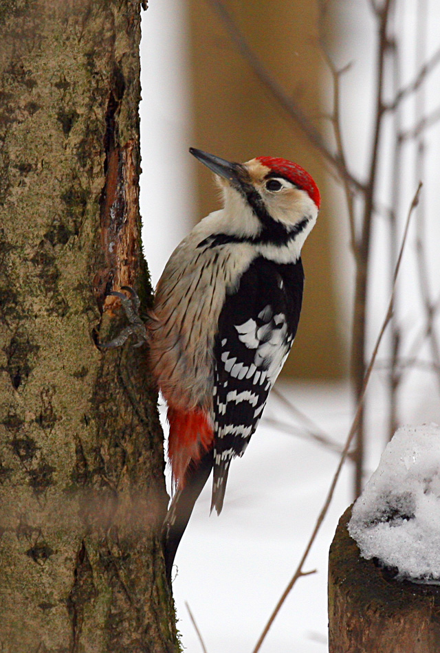   Dendrocopos leucotos White-backed Woodpecker