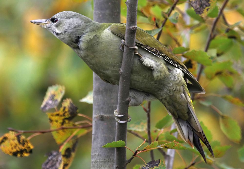   Picus canus Gray-headed Woodpecker