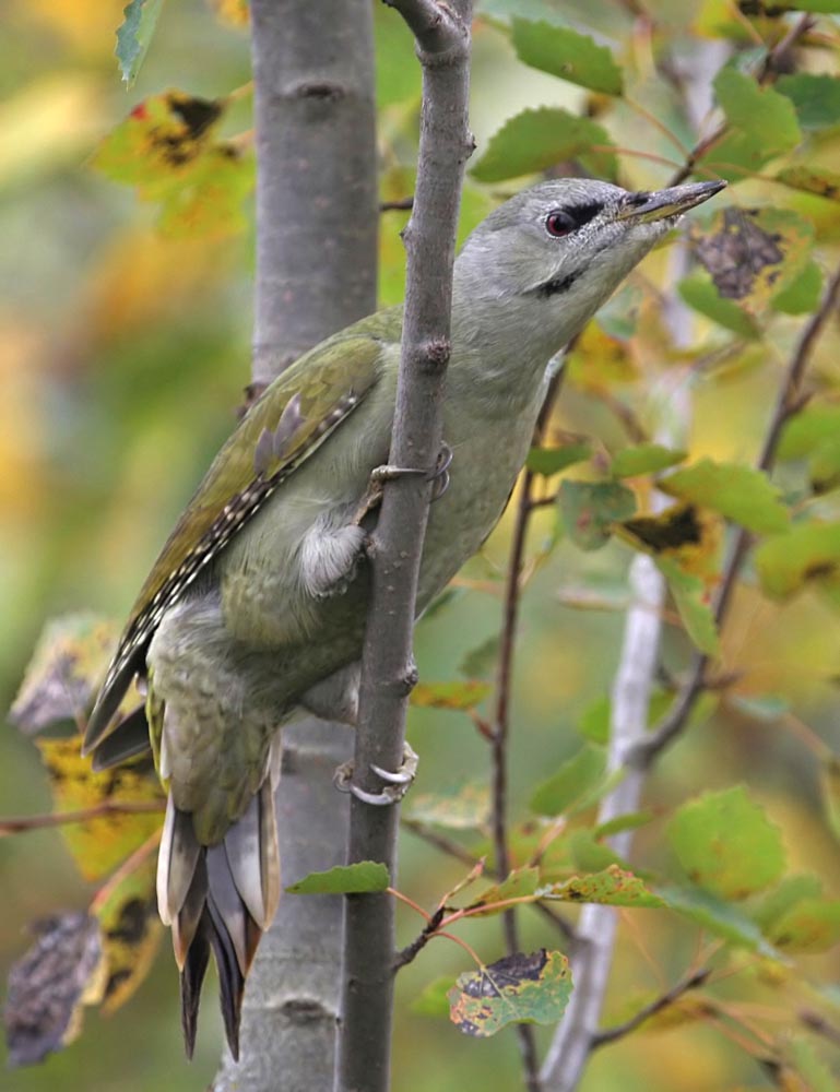   Picus canus Gray-headed Woodpecker