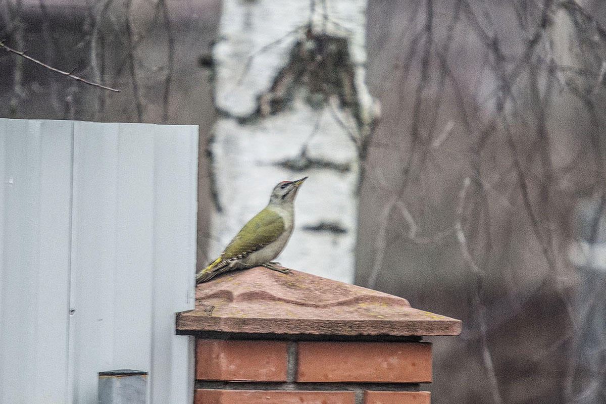   Picus canus Gray-headed Woodpecker