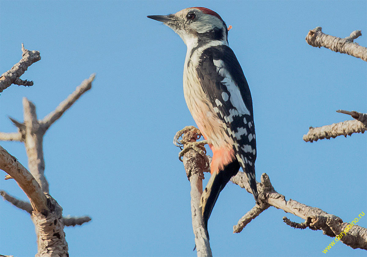    Dendrocopos medius Middle spotted woodpecker