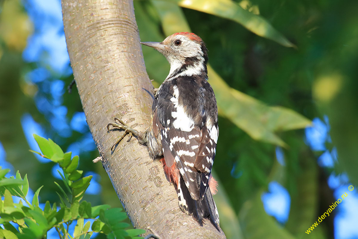    Dendrocopos medius Middle spotted woodpecker