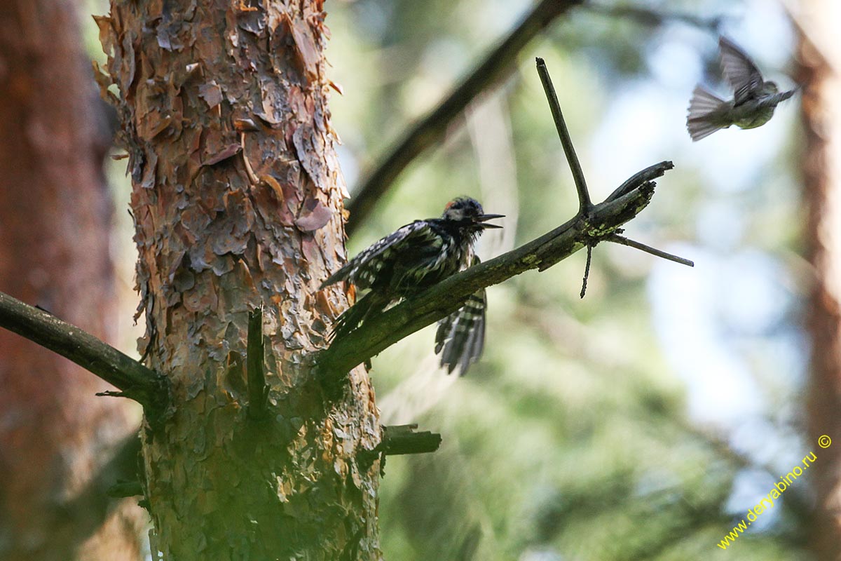   Picoides tridactylus Eurasian three-toed woodpecker