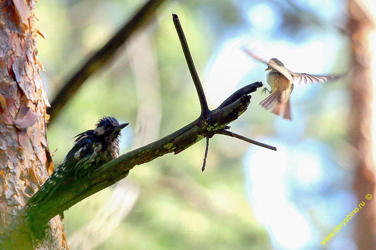   Picoides tridactylus Eurasian three-toed woodpecker