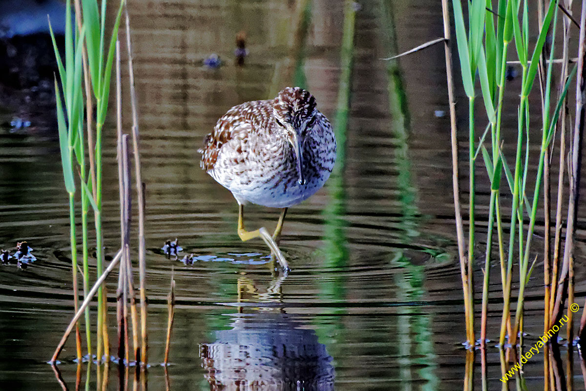  Tringa glarela Wood Sandpiper