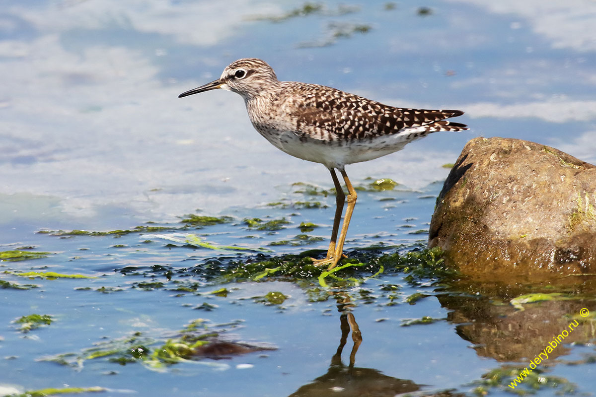  Tringa glarela Wood Sandpiper