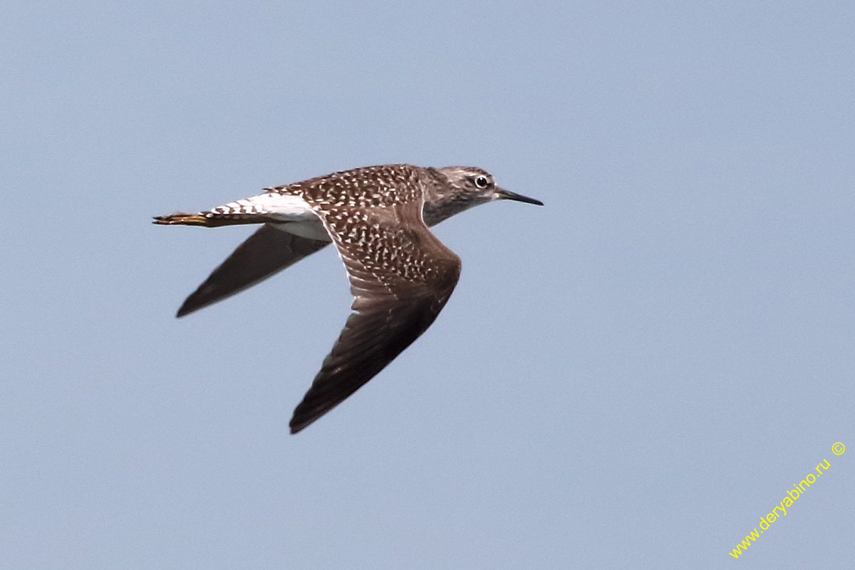  Tringa glarela Wood Sandpiper