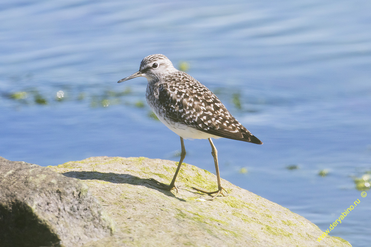  Tringa glarela Wood Sandpiper