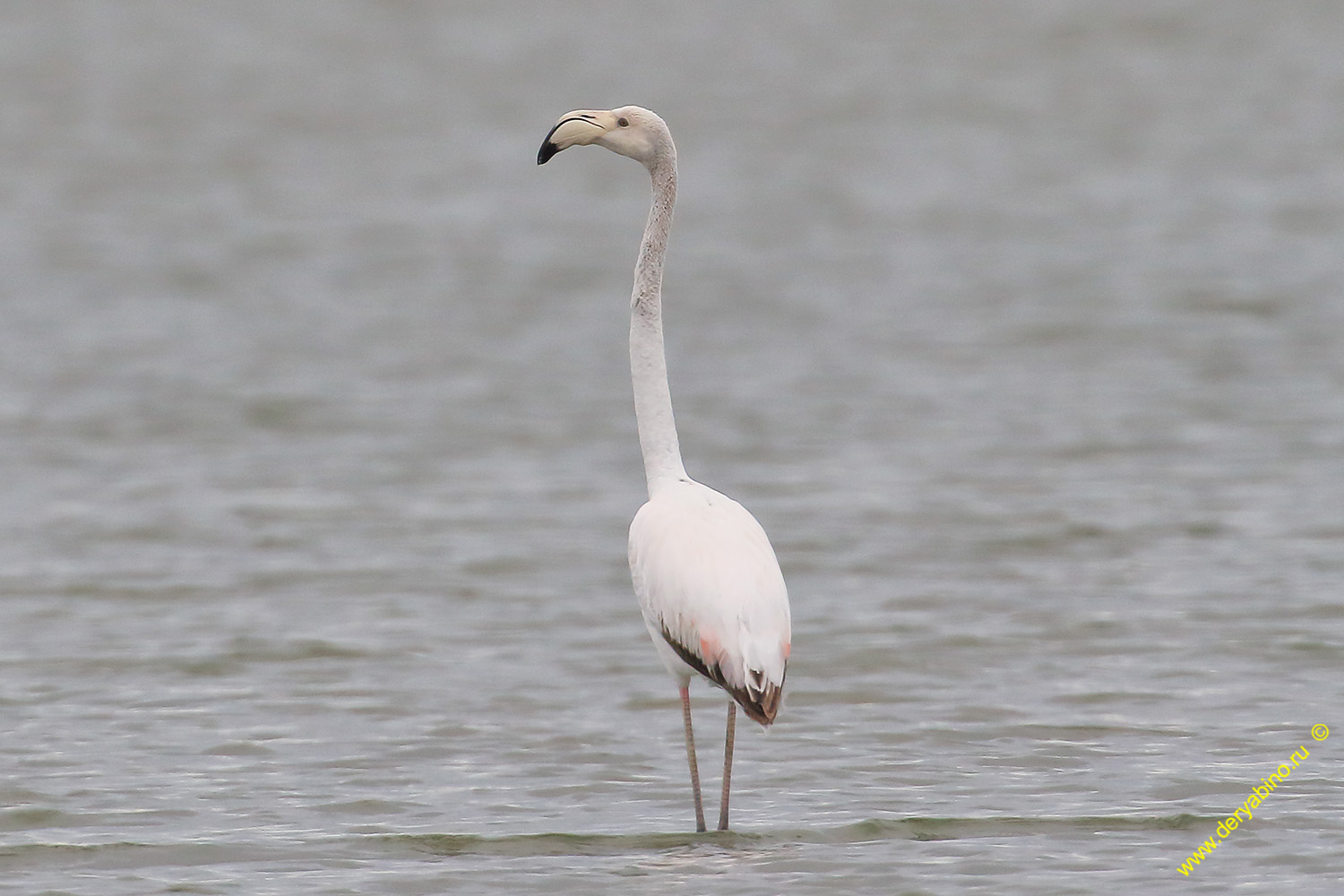  Phoenicopterus roseus Greater flamingo