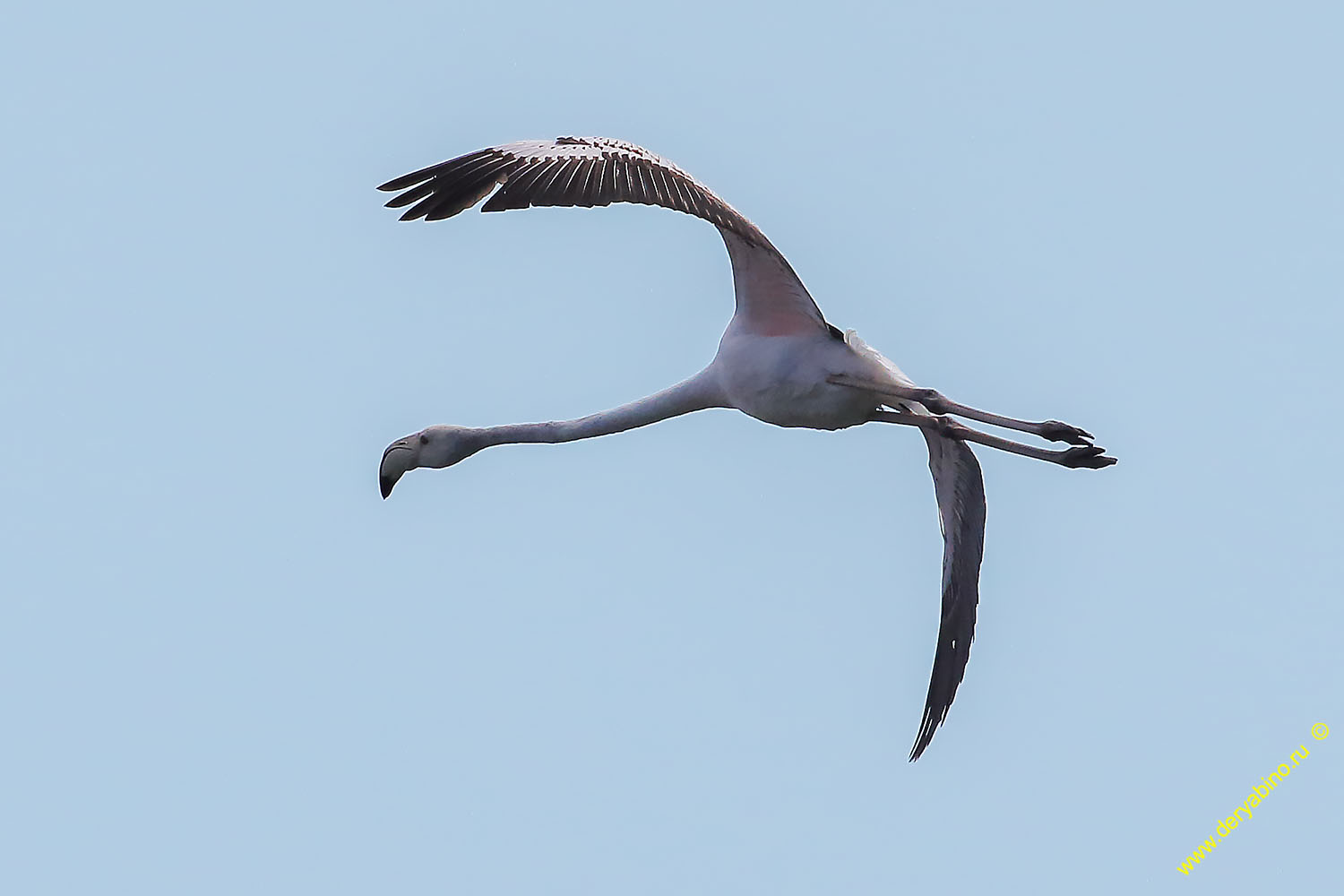  Phoenicopterus roseus Greater flamingo