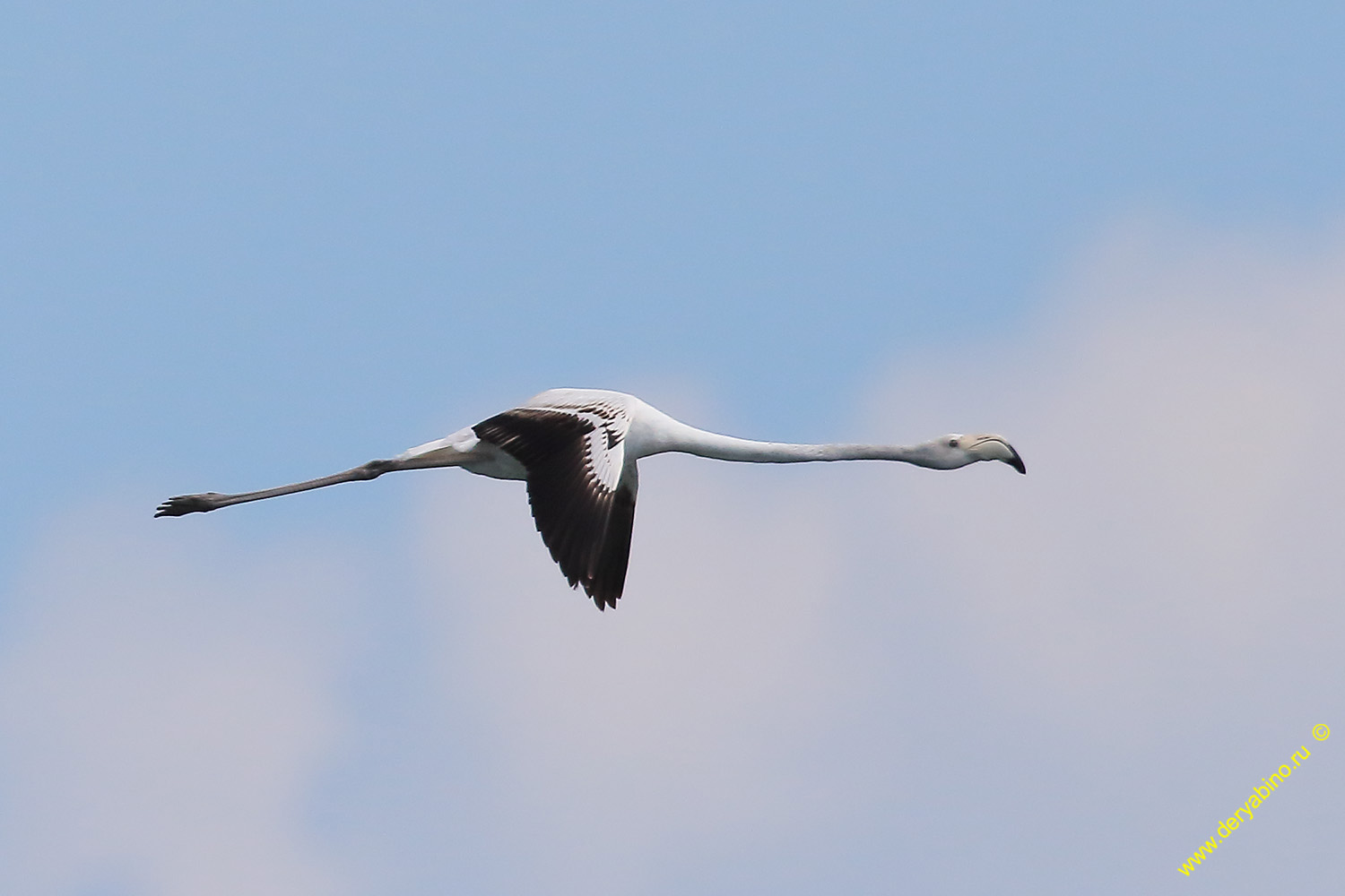  Phoenicopterus roseus Greater flamingo