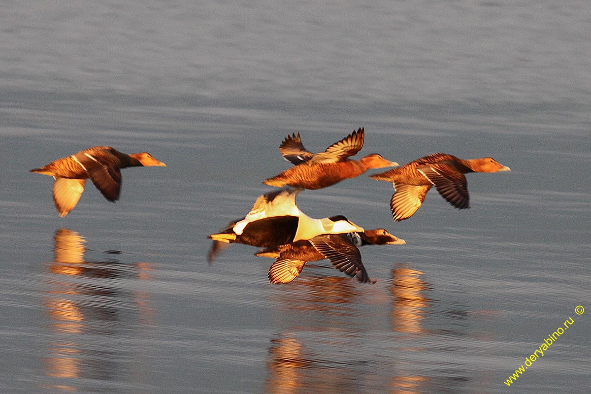 Гага обыкновенная Somateria mollissima Common eider