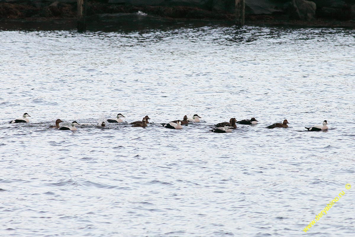 Гага обыкновенная Somateria mollissima Common eider