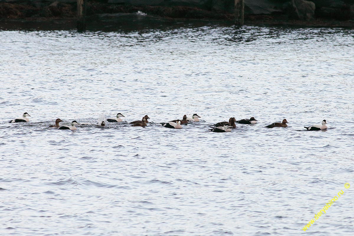   Somateria mollissima Common eider