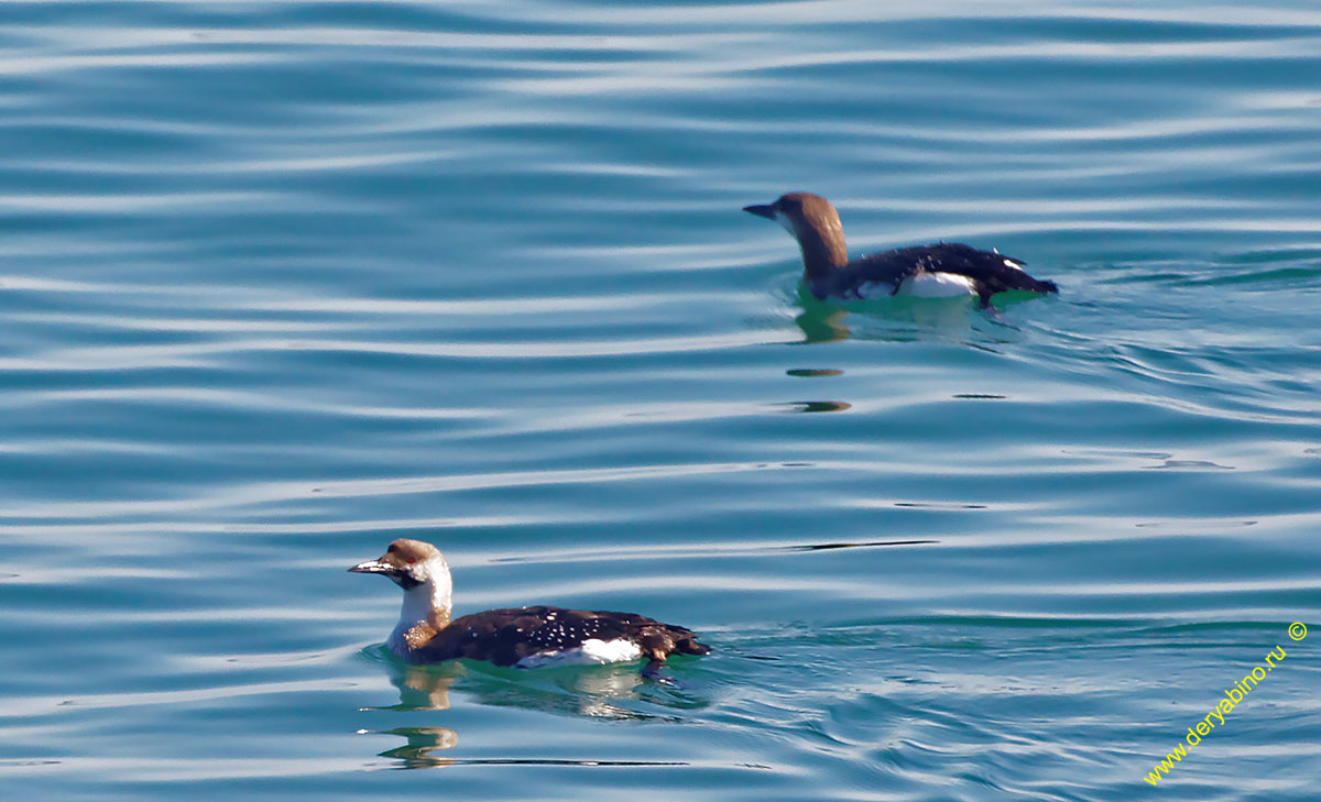   Gavia arctica Black-throated Diver