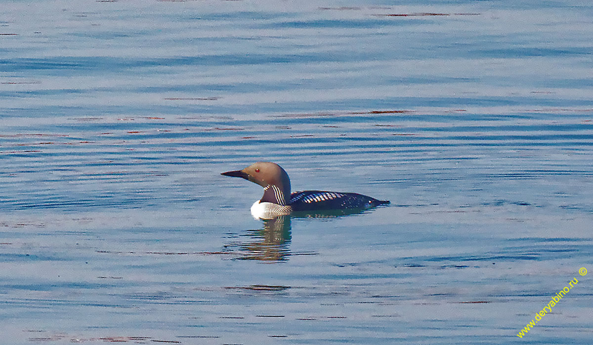   Gavia arctica Black-throated Diver