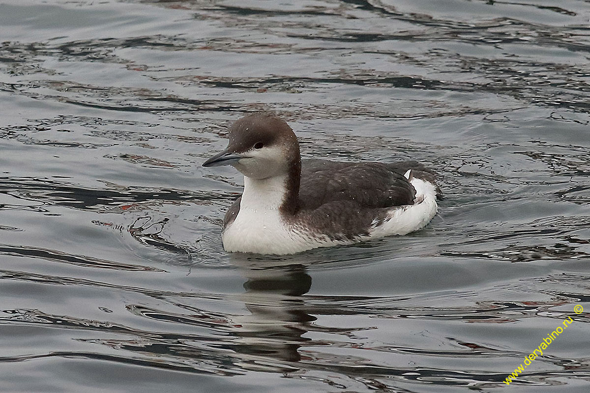   Gavia arctica Black-throated Diver