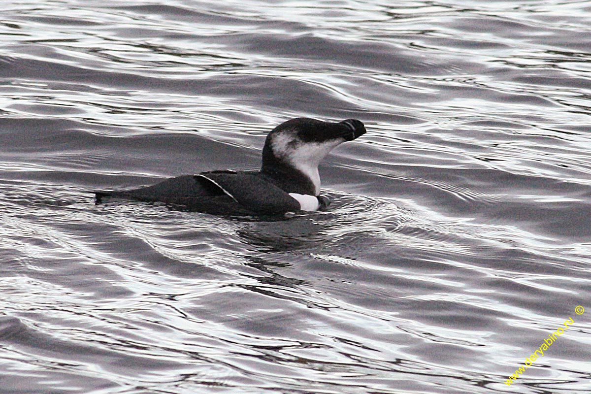  Alca torda Razorbill