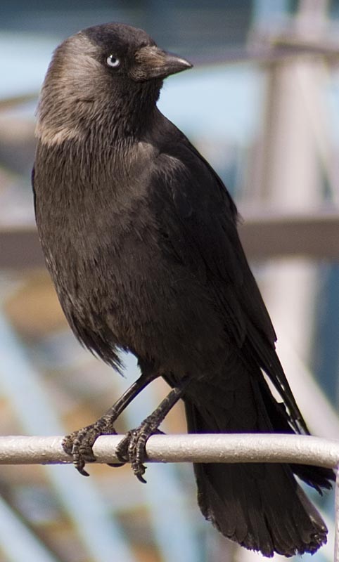  Corvus monedula Eurasian Jackdaw