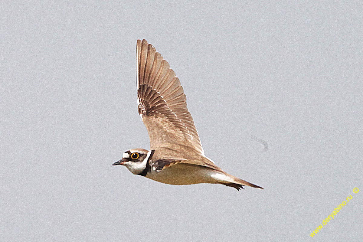  Charadrius hiaticula Common Ringed Plover