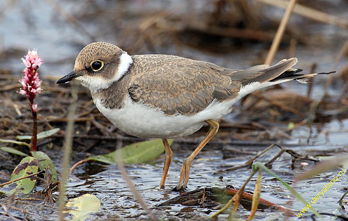  Charadrius hiaticula Common Ringed Plover