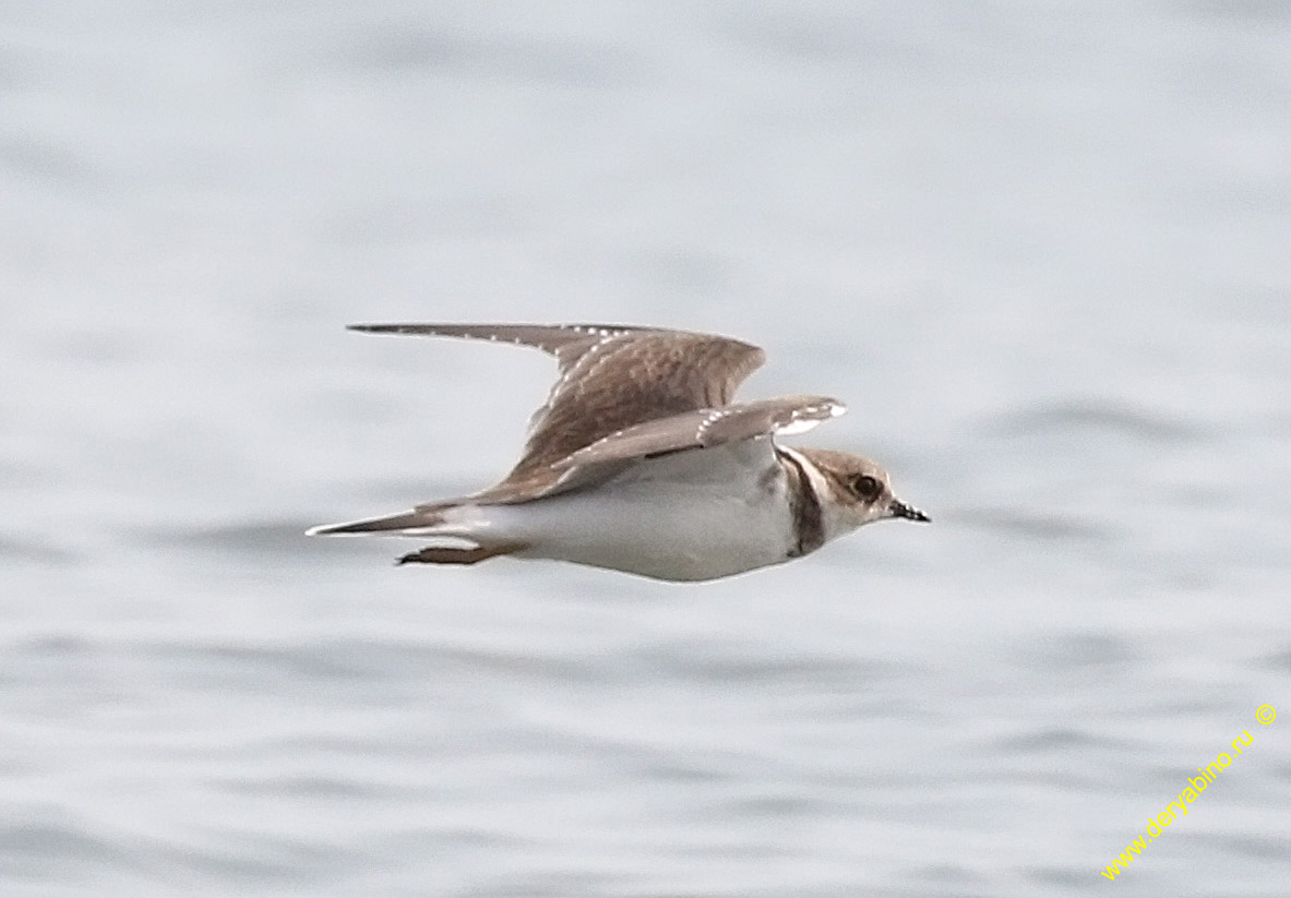  Charadrius hiaticula Common Ringed Plover