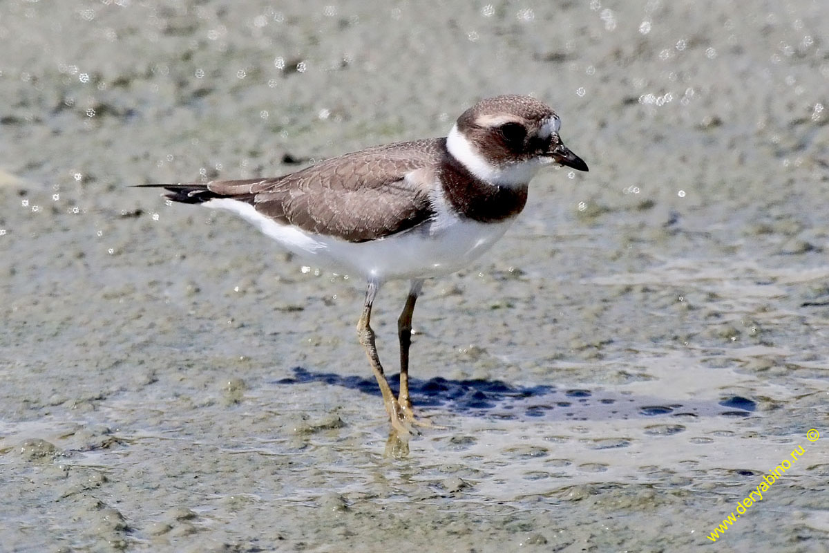  Charadrius hiaticula Common Ringed Plover