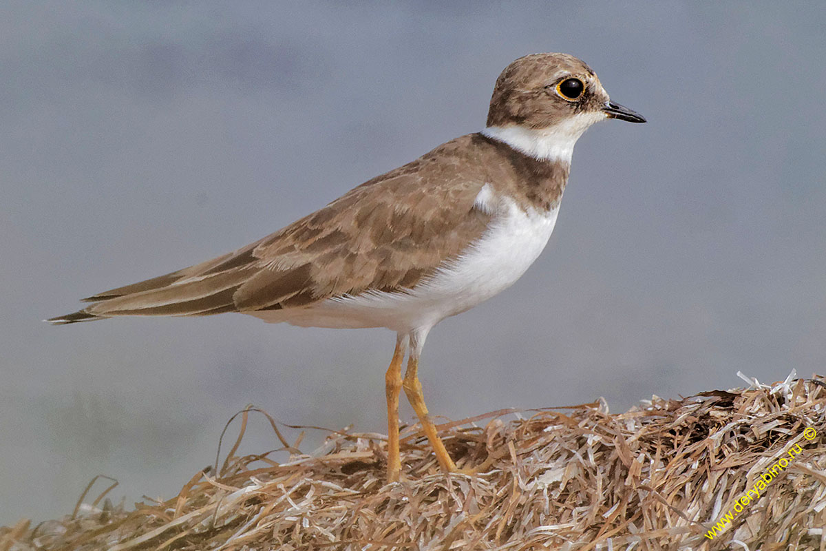  Charadrius hiaticula Common Ringed Plover