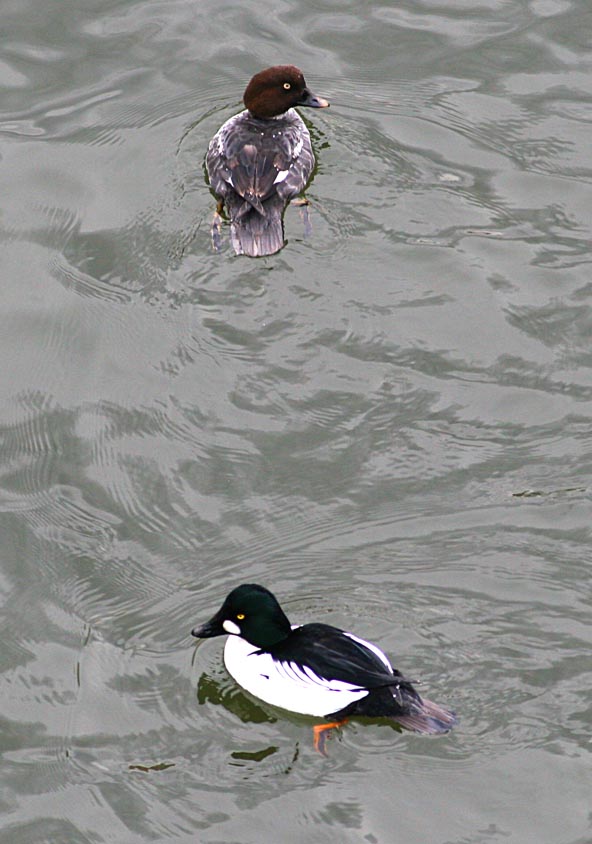   Bucephala clangula Common Goldeneye