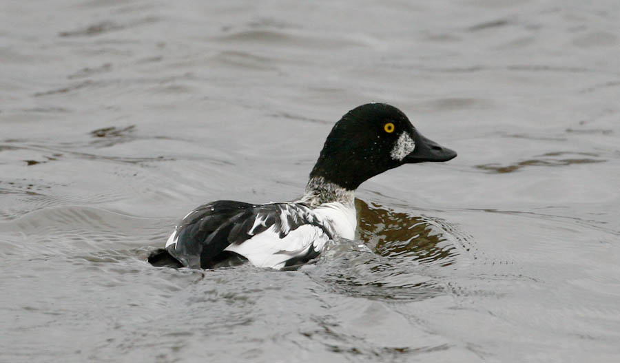   Bucephala clangula Common Goldeneye