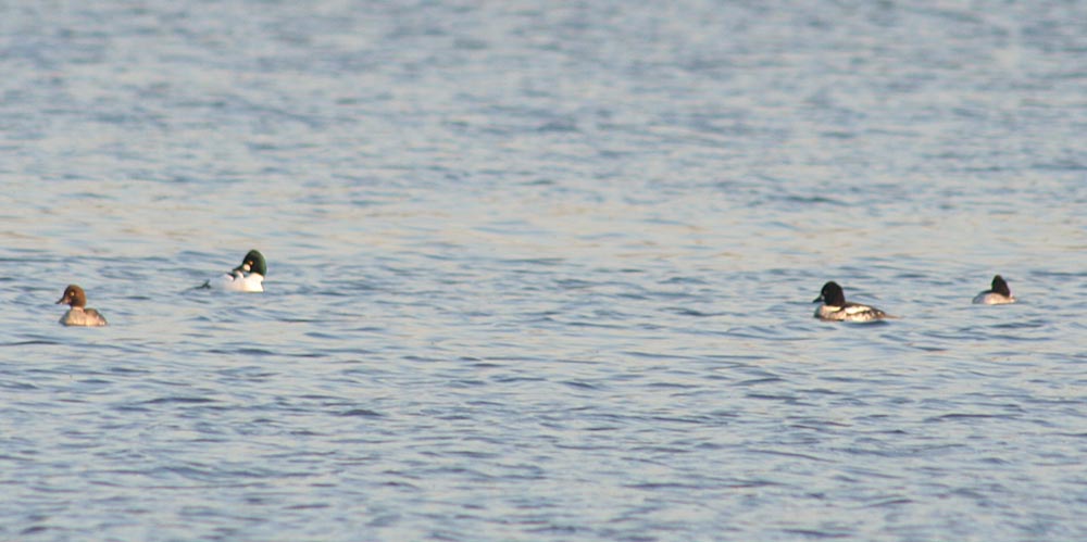   Bucephala clangula Common Goldeneye