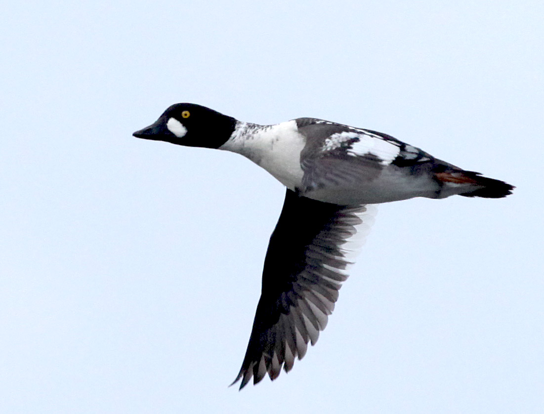   Bucephala clangula Common Goldeneye