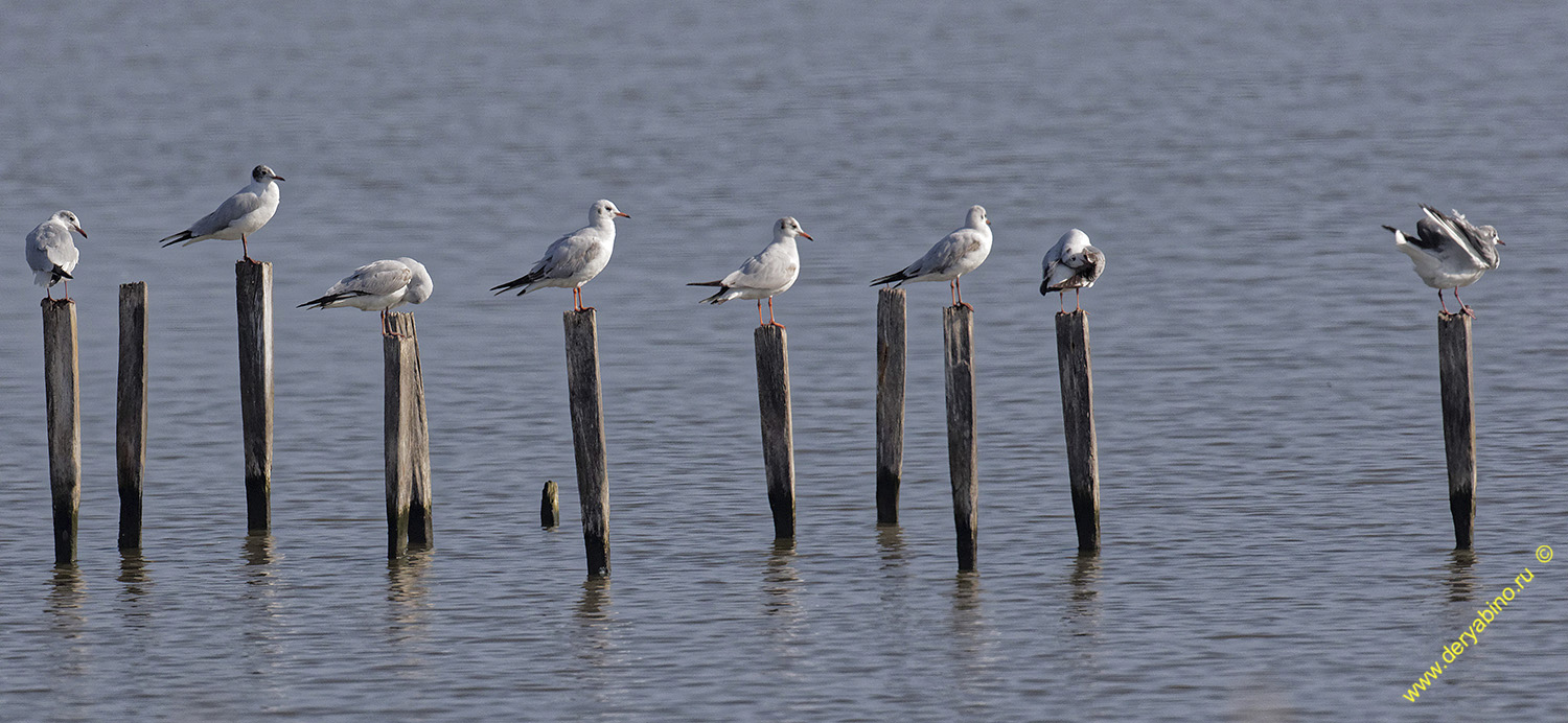 Голубок морской Larus genei Slender-billed gull
