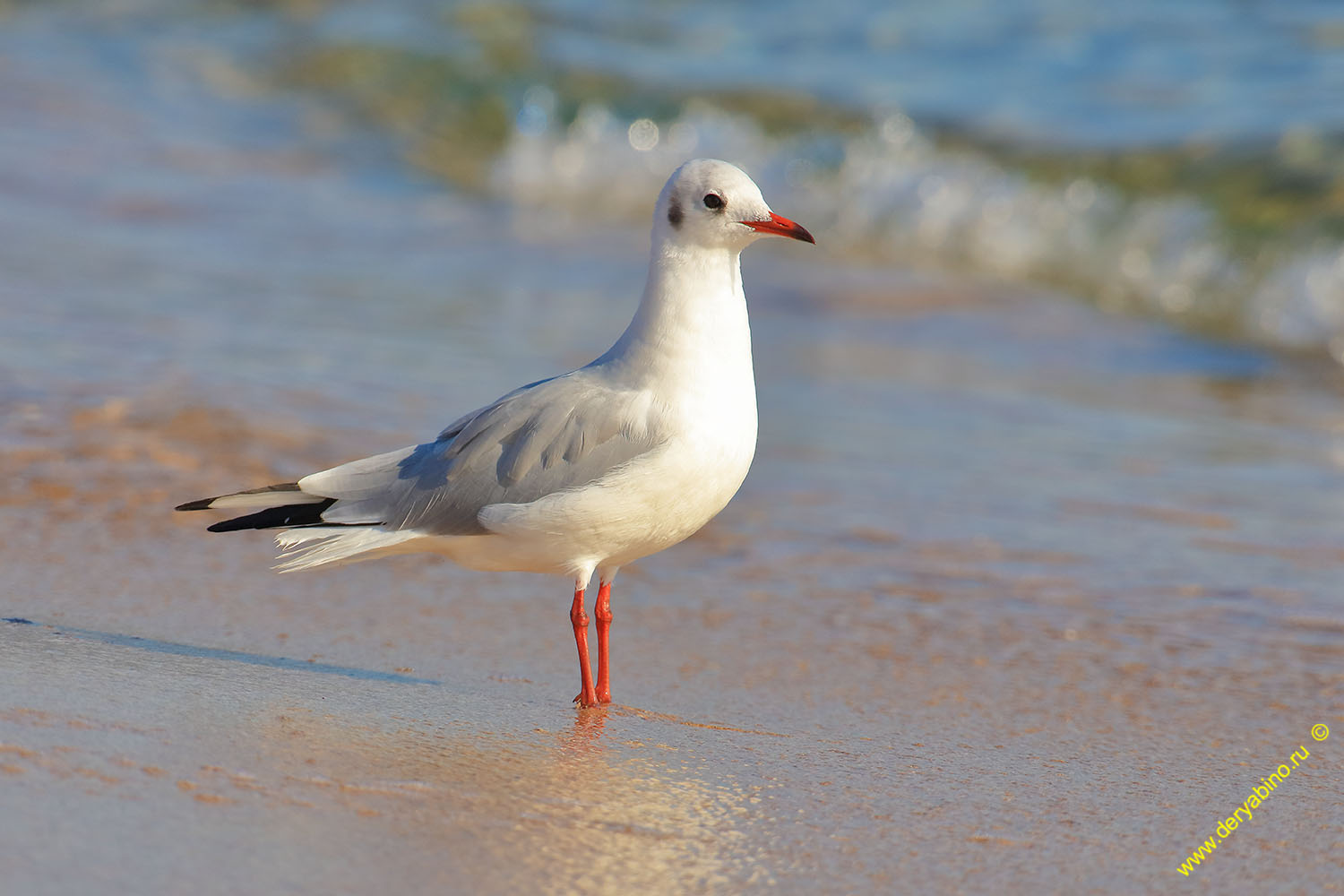   Larus genei Slender-billed gull