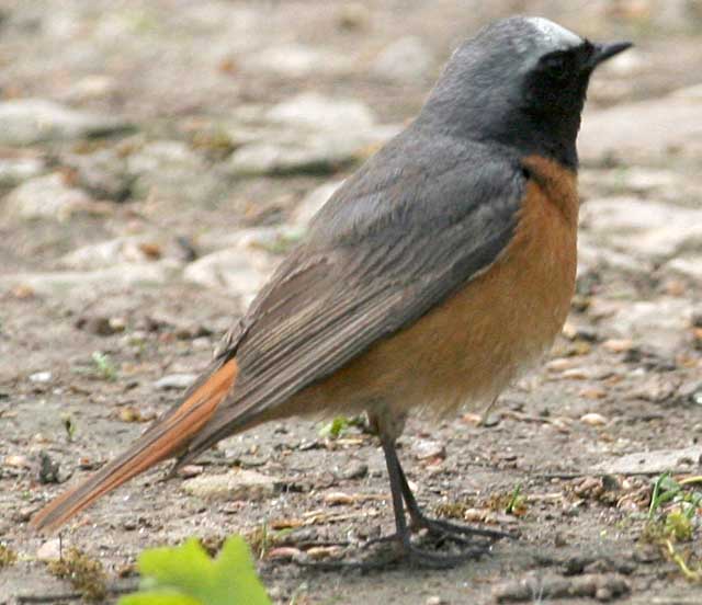   Phoenicurus phoenicurus Common Redstart