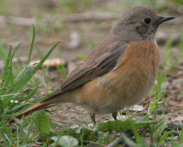   Phoenicurus phoenicurus Common Redstart