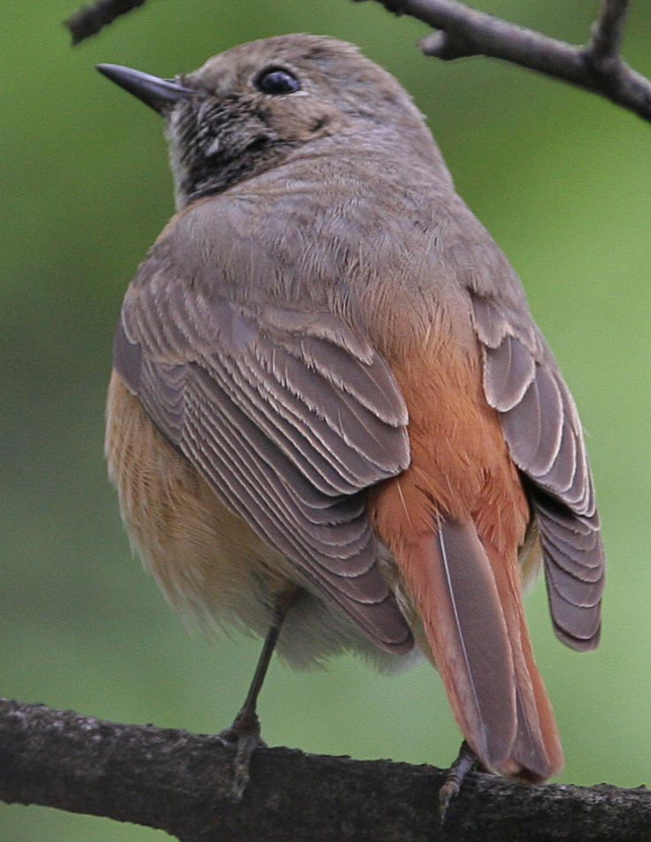   Phoenicurus phoenicurus Common Redstart