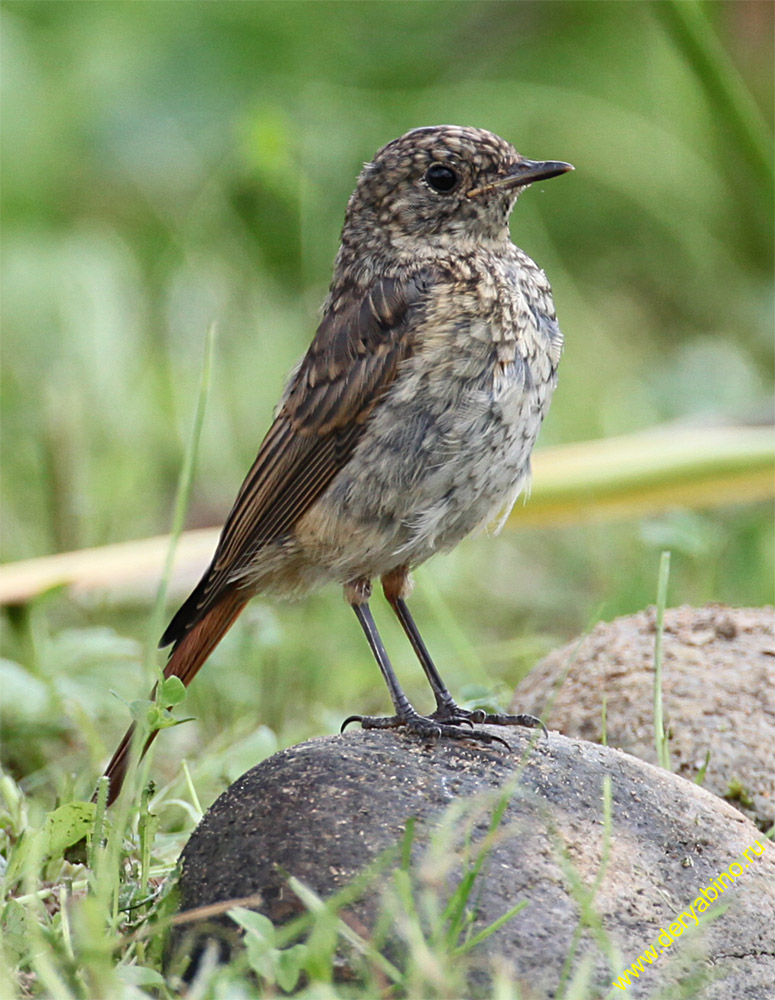   Phoenicurus phoenicurus Common Redstart