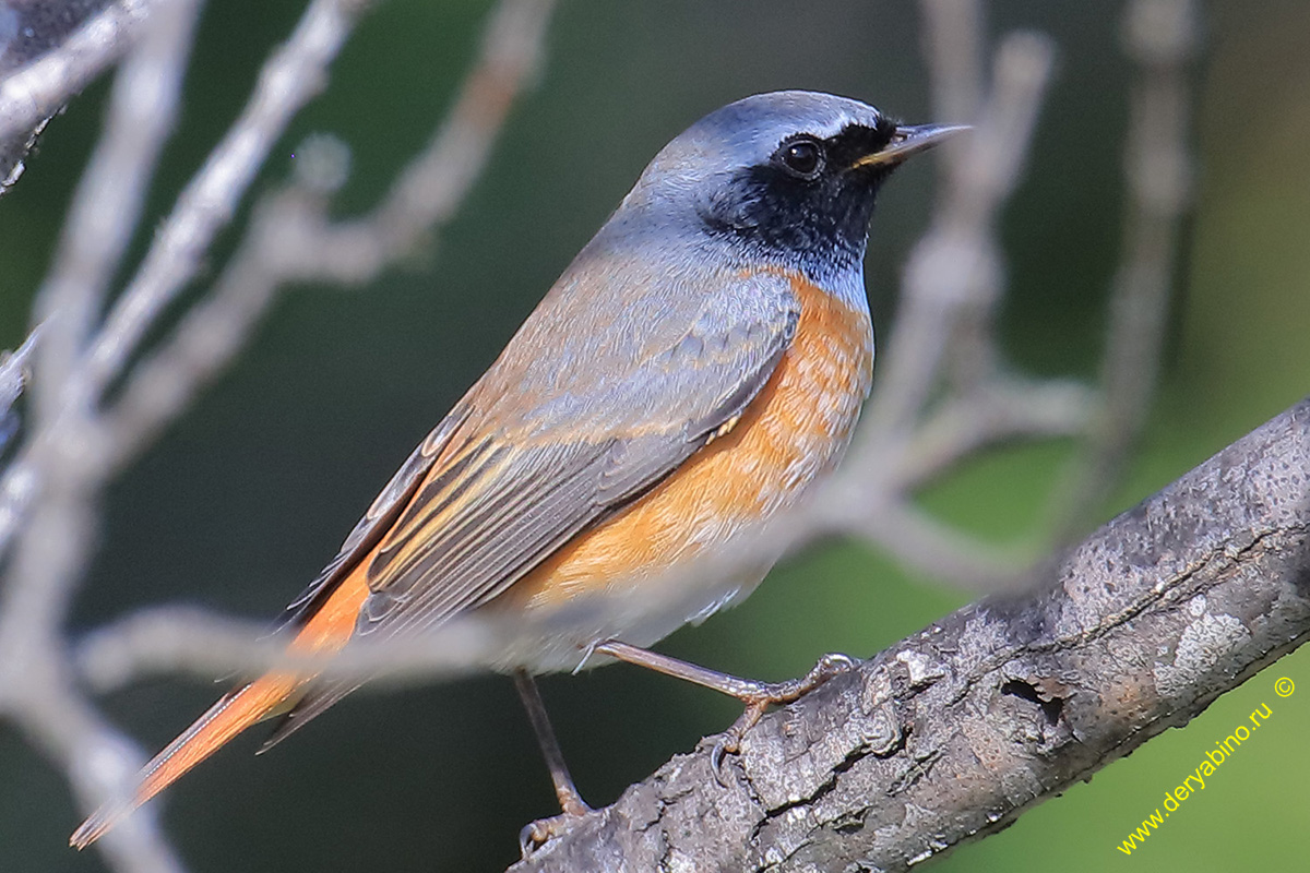   Phoenicurus phoenicurus Common Redstart