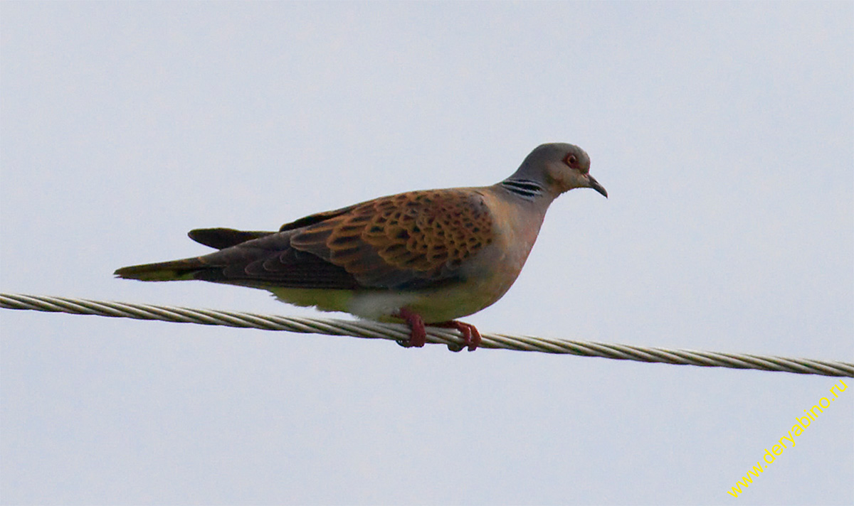   Streptopelia turtur European turtle dove