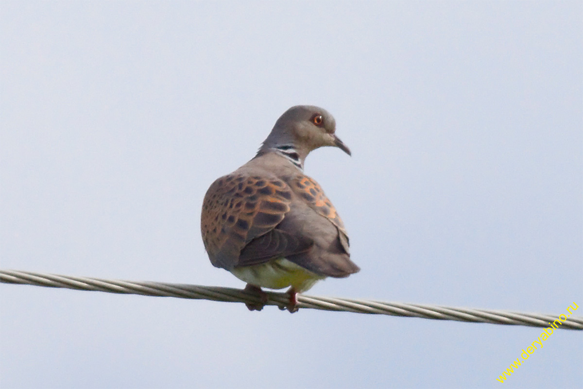   Streptopelia turtur European turtle dove