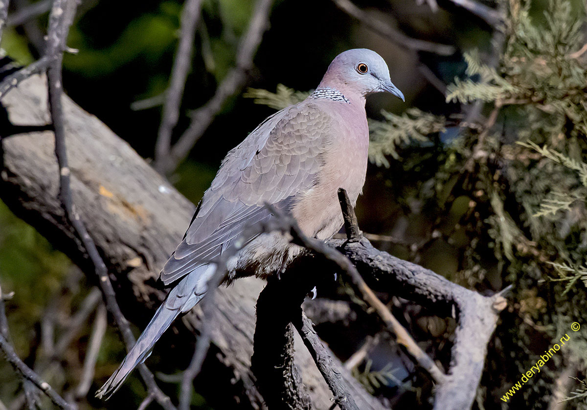    Streptopelia chinensis Spotted dove
