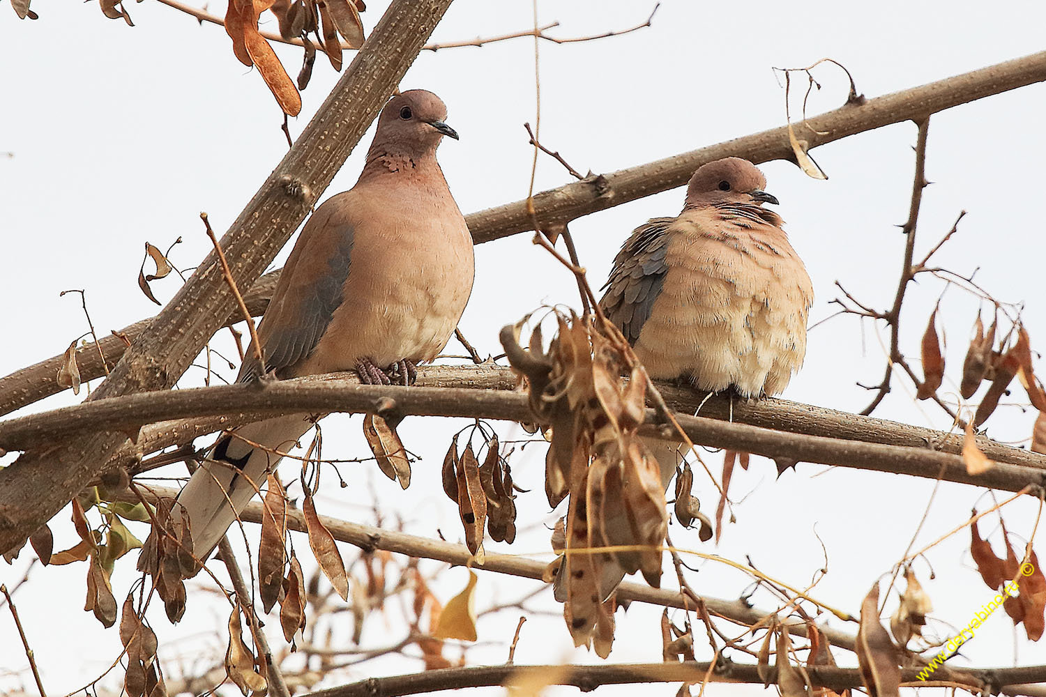   Streptopelia senegalensis Laughing dove