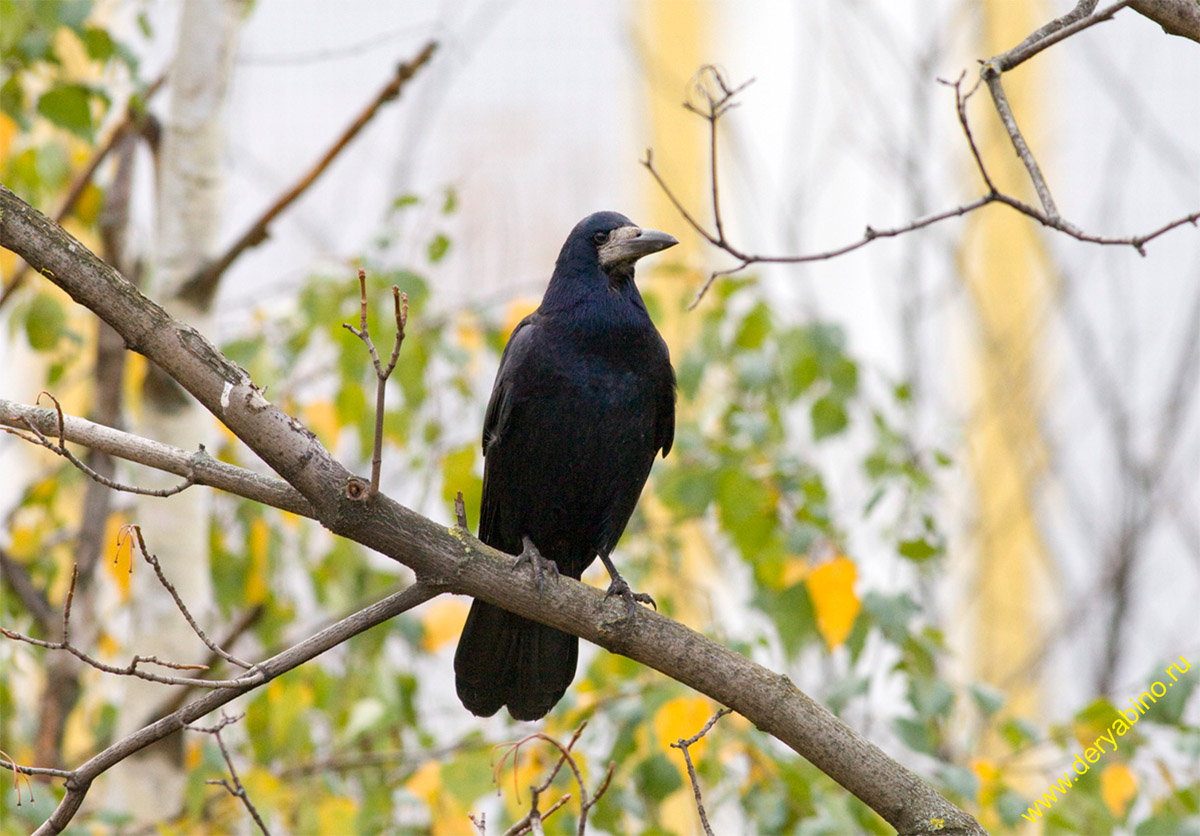  Corvus frugilegus Rook