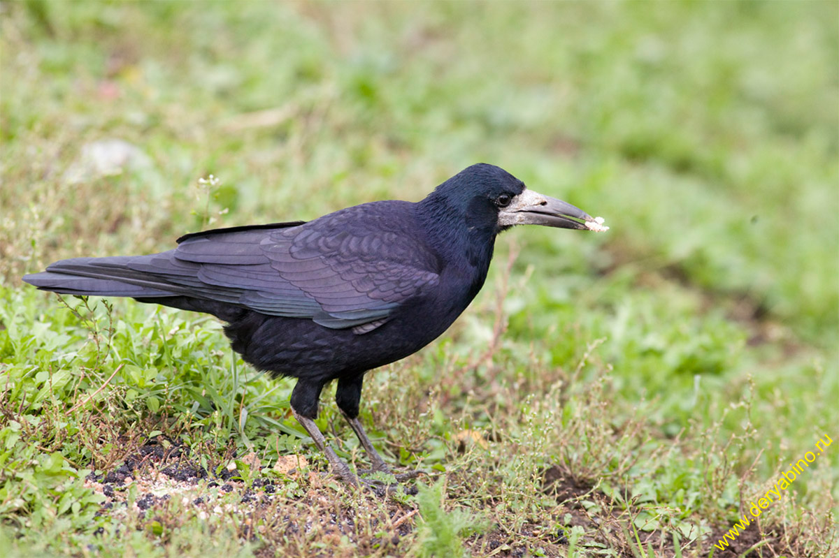  Corvus frugilegus Rook