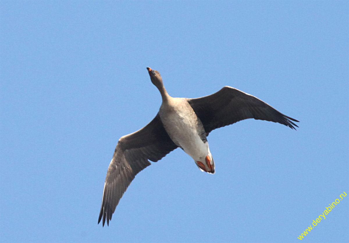  Anser fabalis Bean Goose