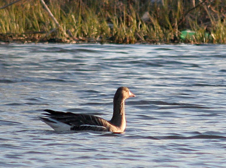   Anser albifrons White-fronted Goose