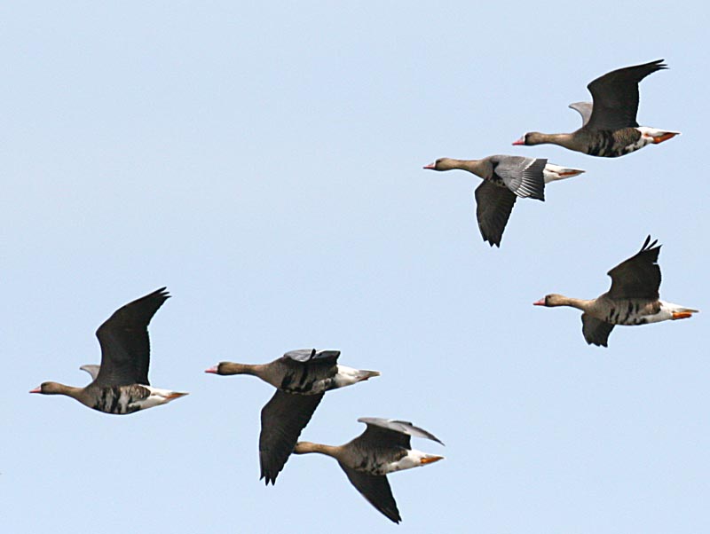   Anser albifrons White-fronted Goose